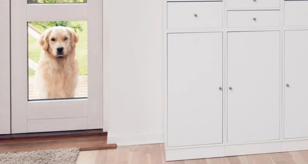 你快回來了嗎？我蹲在門口等你！